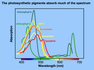 photosynthetic_spectrum